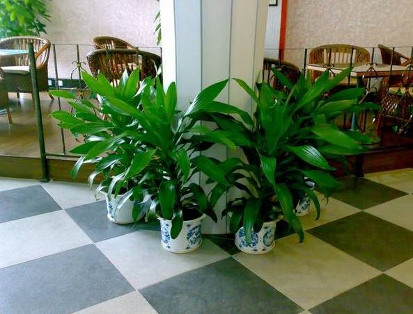 綠植租擺