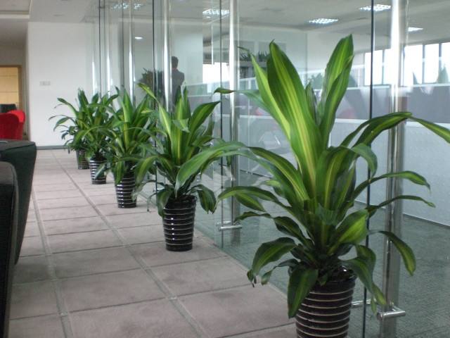 綠植租擺