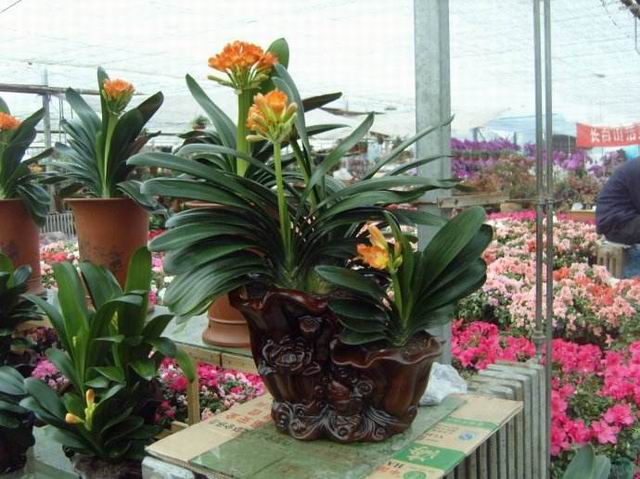 綠植租擺
