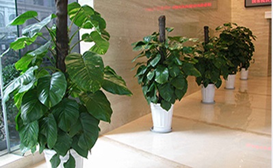 綠植租擺