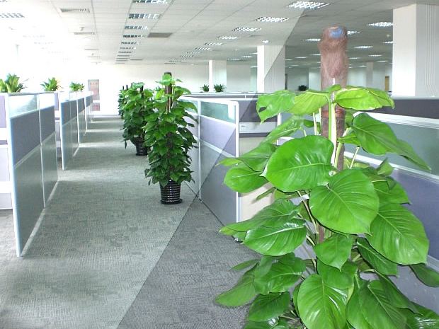 綠植租擺
